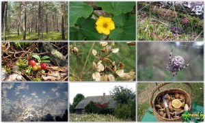 9 Фотографий Природы Беларуси - Осень