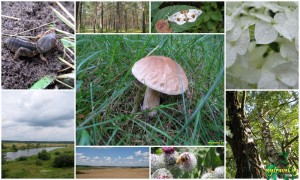 Photos of the Nature of Belarus - Summer 2009 Фотографии Природы Беларуси - Лето 2009