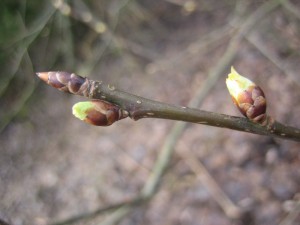 6 фотографии из серии “МИКРОМИР ПРИРОДЫ”